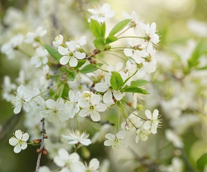 荒井果樹園　梨の花